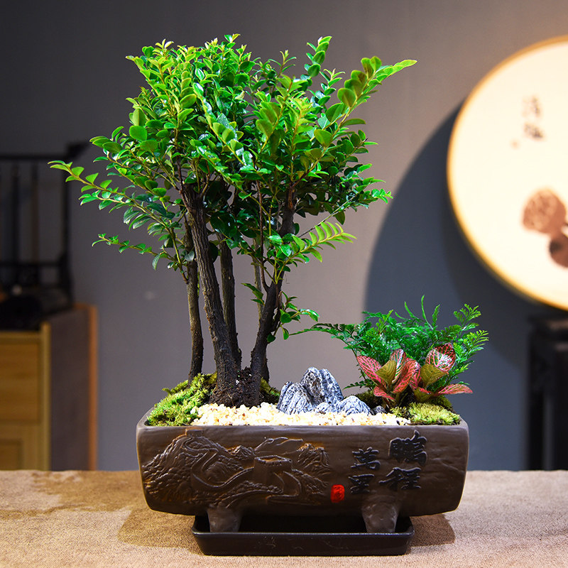 小叶紫檀黑骨茶盆栽复古绿植摆件室内书房桌面微景观植物摆件礼品