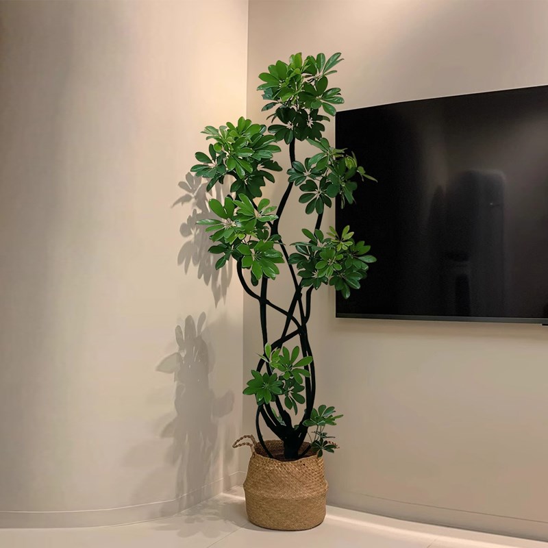 造型鸭脚木客厅大盆栽造型大型绿植室内好养吸甲醛客厅八方来财