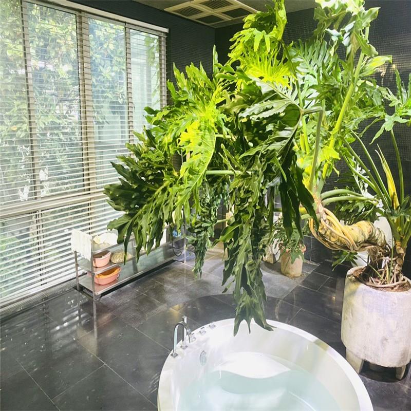 春羽龙鳞杆老桩室内大小盆栽一物一拍水培绿植吸甲醛热带耐旱自销