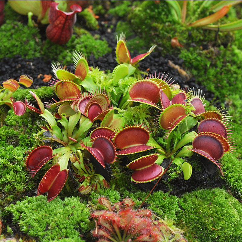 小虫草堂1直播捕蝇草三文鱼奸笑食虫植物食虫草食人花捕虫草食肉