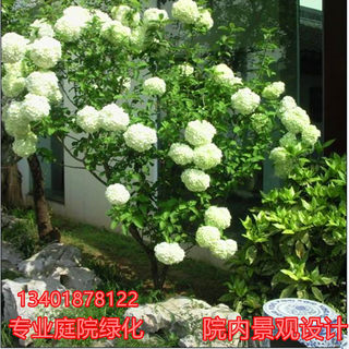 网红庭院绿化植物木本绣球花树苗木绣球花苗无尽夏八仙花白马球斗