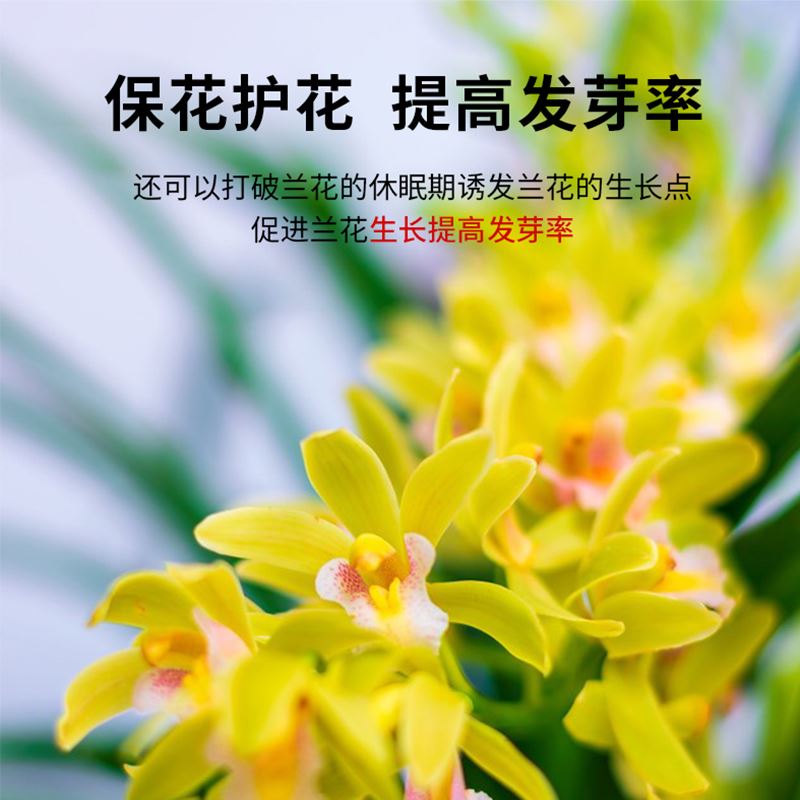 兰灵王兰花专用营养液肥料兰科植物EM菌液微生物菌肥君子兰蝴蝶兰