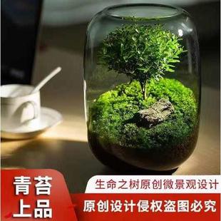 创意桌面苔藓微景观成品盆景好养鲜活绿植生态瓶盆栽 生命之树