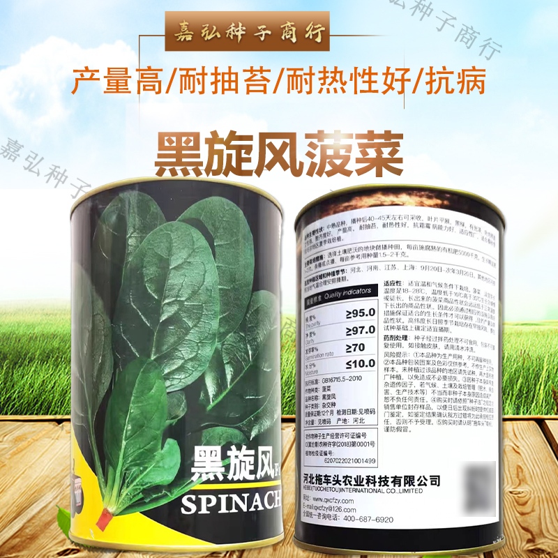 黑旋风菠菜种子生长快抗病害