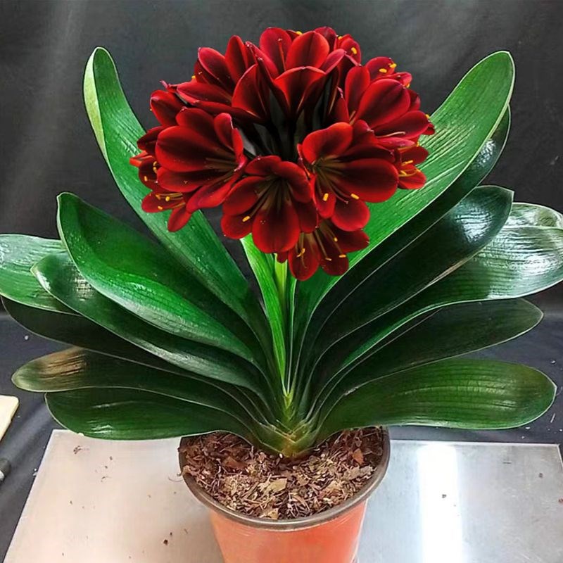 室内当年花卉开花君子p兰君子兰花盆栽大苗四季常青植物蝴蝶花苗