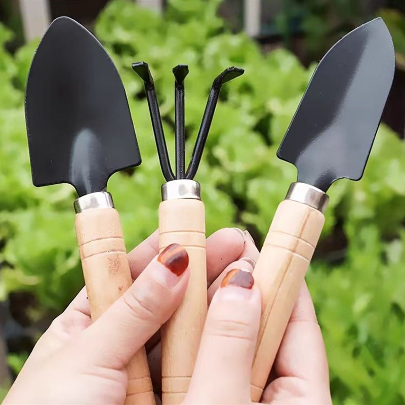 寿光茴香苗秧割茬茴香割完A又长味道浓四季盆栽阳台带土球