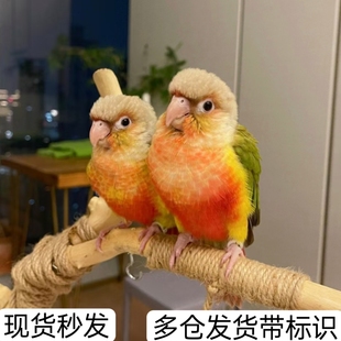 小太阳活鸟小太阳鹦鹅半毛雏鸟和尚鹦奶粉黄边凤梨蓝化手养奶粉粮
