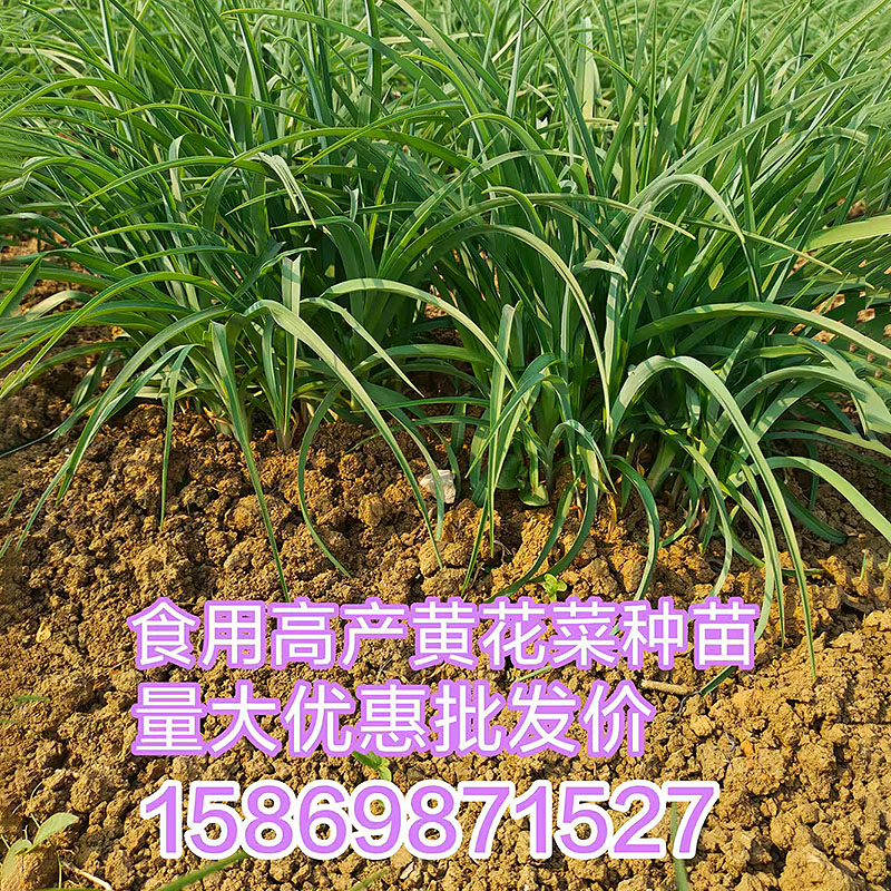 正宗黄花菜种苗食用黄花菜根苗*多年生金针菜苗现挖现发