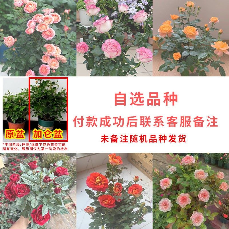 带花苞月季花苗多头大花四季开花浓香型盆栽庭院花卉果汁阳台,鲜花速递/花卉仿真/绿植园艺,月季/蔷薇/玫瑰,淘宝优惠券,粉丝福利购,淘宝优惠卷