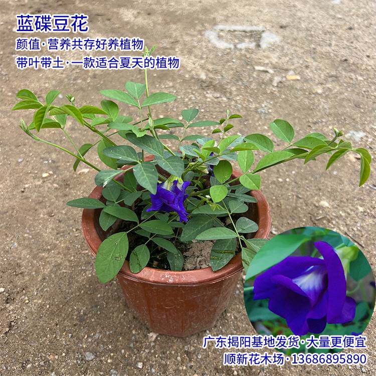 极速蓝蝴蝶花苗碟豆花盆s栽四季爬藤植物食用花茶蓝碟豆花天然蓝