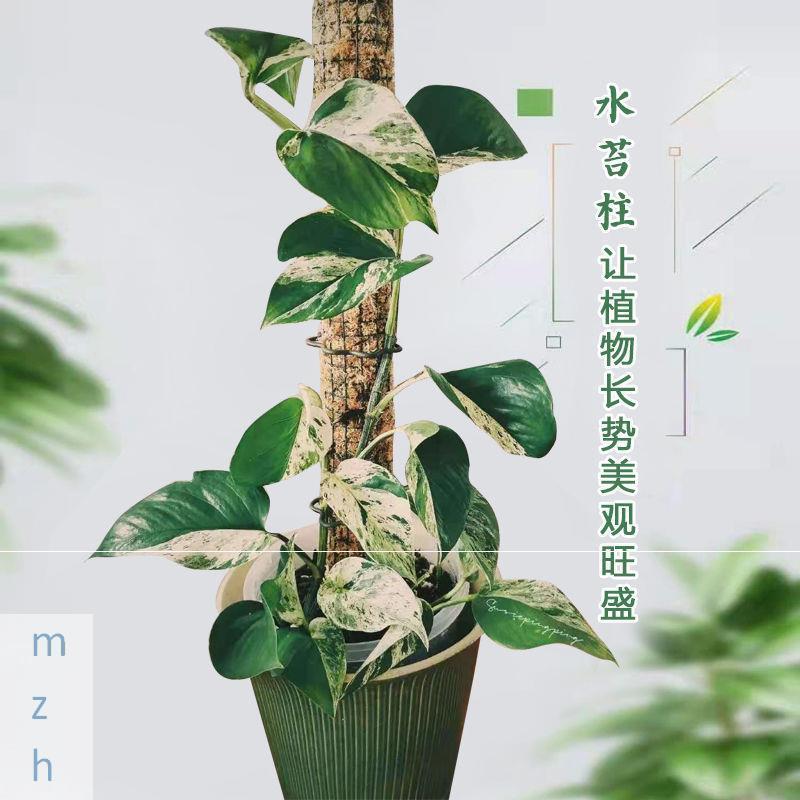 极速水苔柱棒攀爬白锦花叶龟背竹支架植物L立杆蔓绿绒爬藤定型棕c