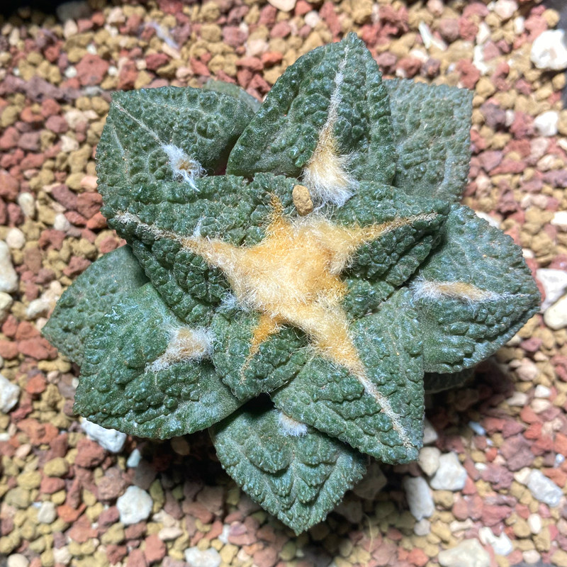 极速吉仙森 哥斯l拉菜花岩牡丹实生辛顿龟甲牡丹包邮带盆发货 一