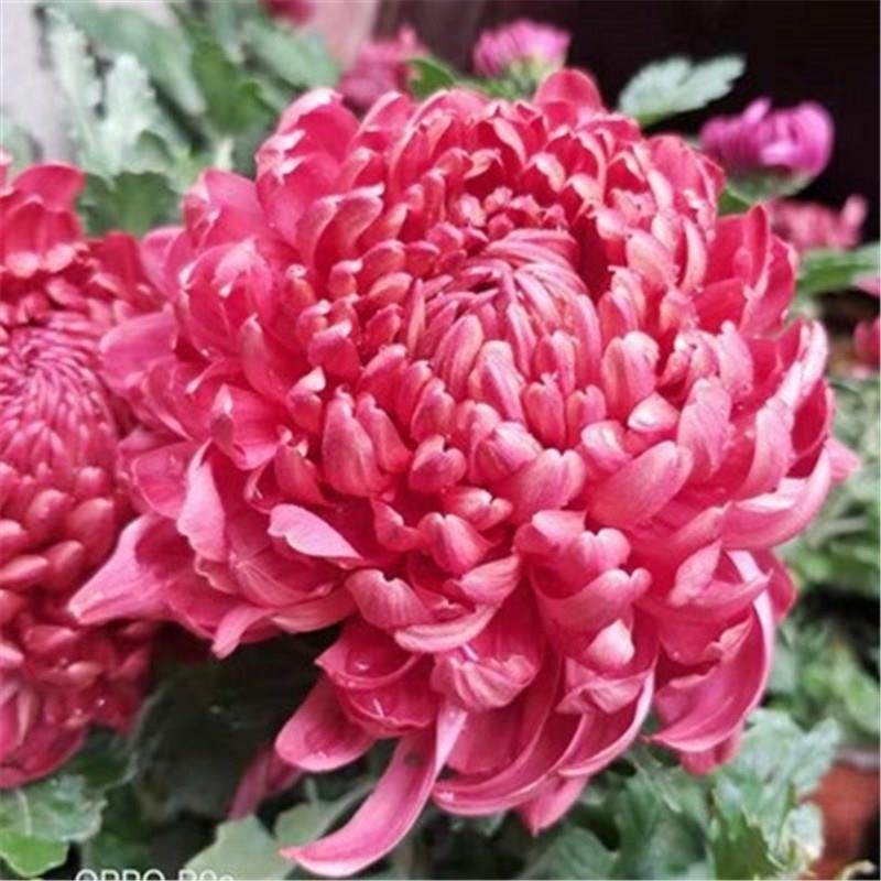 极速菊花盆栽四h季开花植物带花苞大花九月菊花卉菊花苗四季室外