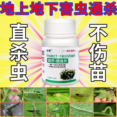 永无虫】园艺防虫驱虫片植物花卉杀虫片绿植多肉防虫片园艺除虫片