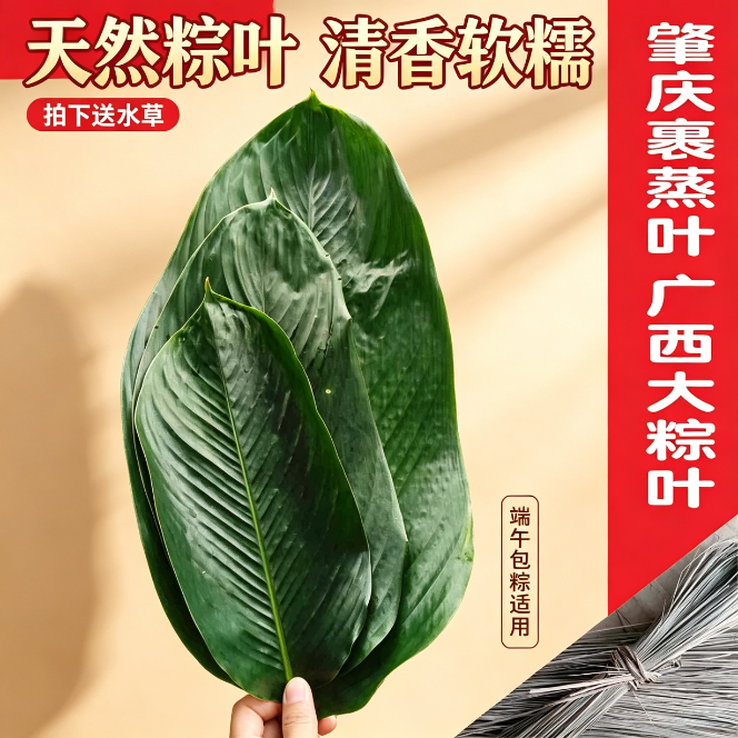 广西大粽叶大肉粽叶正宗冬叶野生农家新鲜采摘肇庆裹蒸柊叶干净粽叶美食无添加清香端午佳节冬叶野生农家新鲜采摘肇庆裹蒸柊叶干净