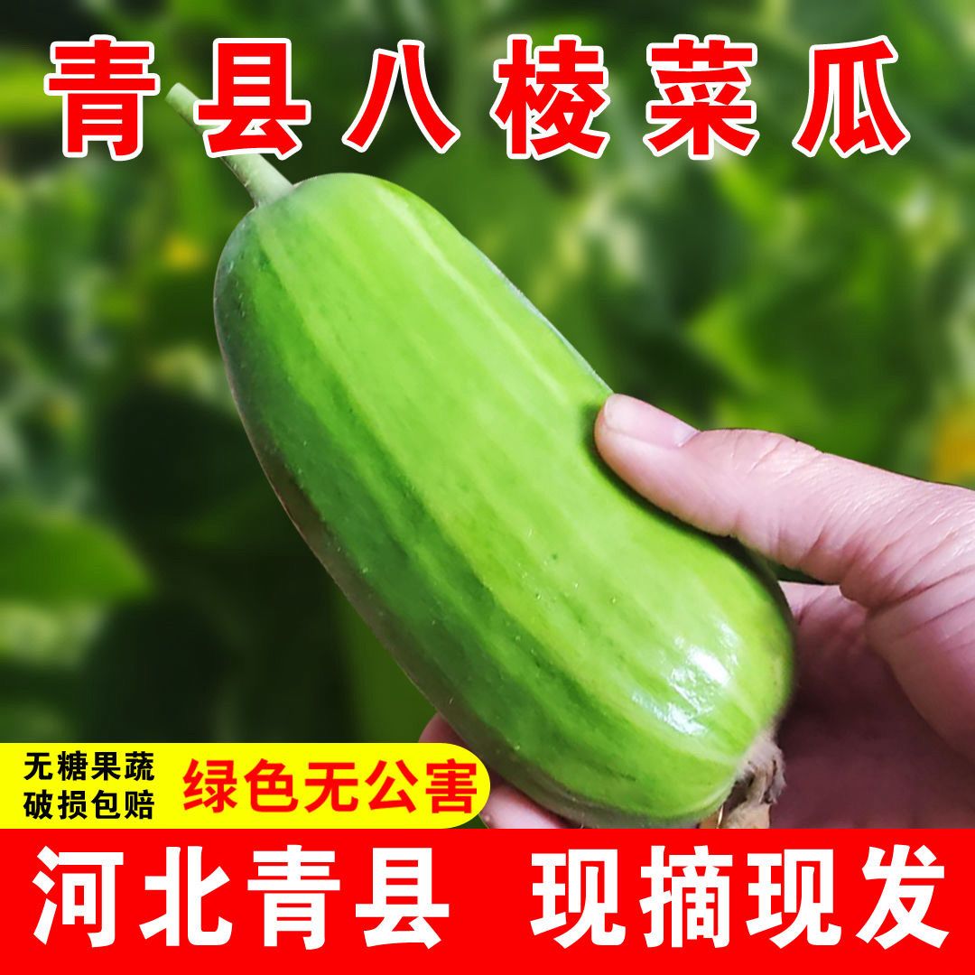 河北八棱脆瓜菜瓜烧瓜无糖不甜非甜瓜新鲜现摘保鲜孕妇水果整箱