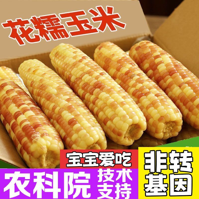 云南小花糯玉米香糯即食糯玉米正宗无糖玉米真空包装即食玉米大棒