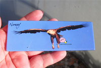 旅游纪念纪念冰箱贴 挪威 空中翱翔的雄鹰 极美 有气势 旅背