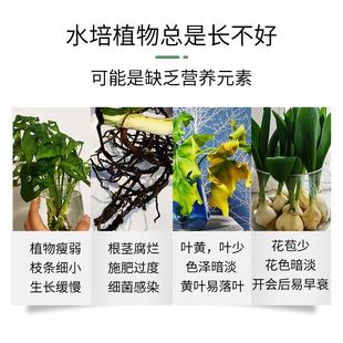 摩登农夫水培植物营养液富贵竹水培植物室内铜钱草绿萝水培植物