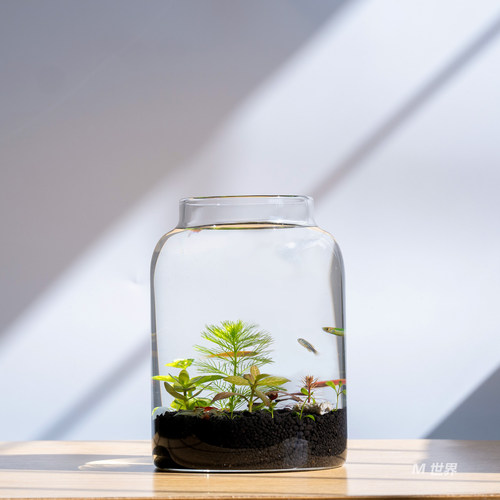 生态瓶小鱼缸免换水治愈微景观