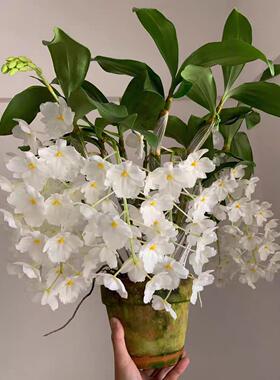 三唇瓣白法式石斛Den. farmeri fma.petaloid-album一盆