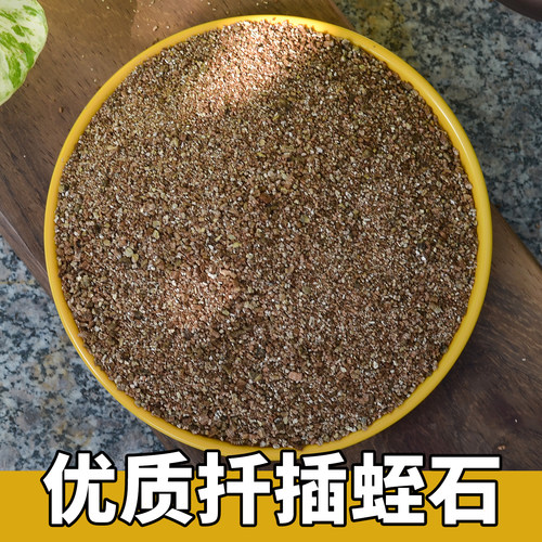 蛭花百事石扦插用养花育苗通用款