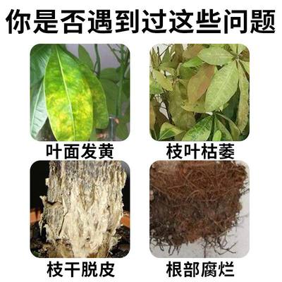 专治发财树黄叶植物营养液治发财树黄叶防落叶发财树营养液免稀释