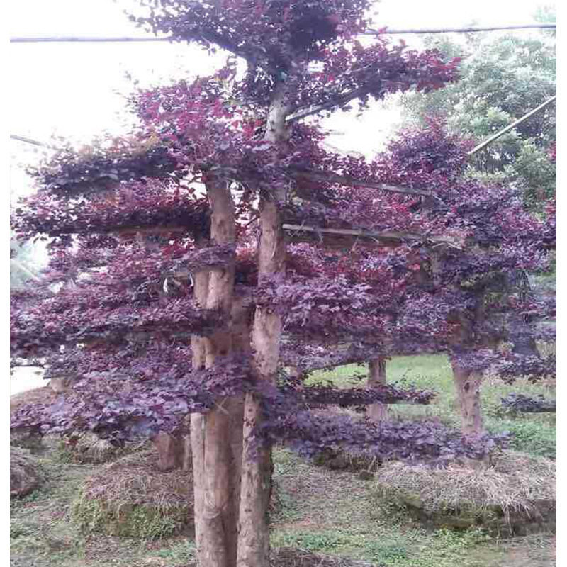 红花继木桩景20-30cm庭院绿化