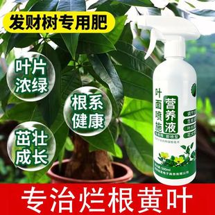 适合各种花的营养液发财树叶子发黄怎么办发财树专用肥拯生根药水