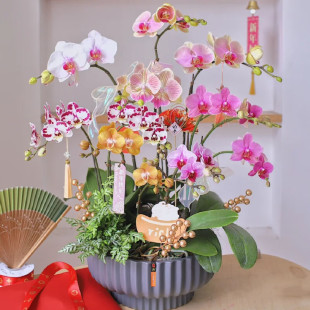 蝴蝶兰盆栽高档兰花带花苞室内同城配送开业乔迁送礼 两小时达