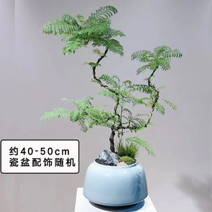 蓝花楹盆景造型植物办公室桌面室内盆栽开业乔迁送礼 两小时达