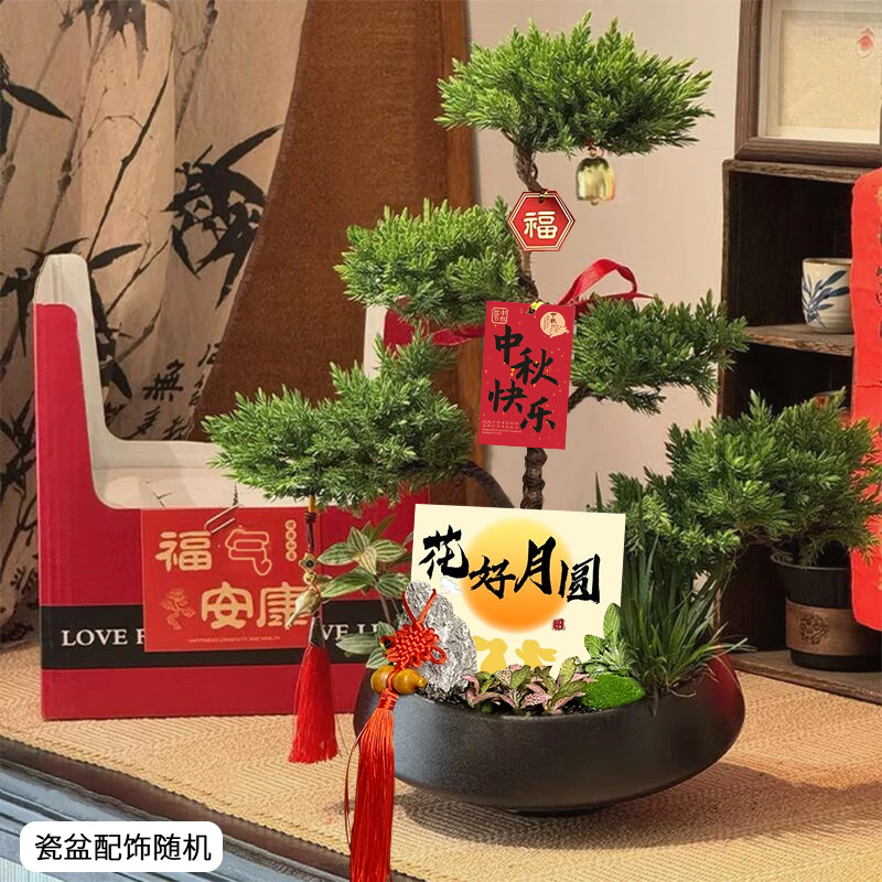 【两小时达】五层塔松盆栽青松绿植松树盆景室内植物开业生日乔迁