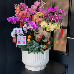 蝴蝶兰带花苞花剑花盆真花兰花盆栽同城速递开业乔迁 两小时达