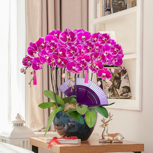 大财主蝴蝶兰鲜花盆栽办公室室内花卉同城速递北京 两小时达