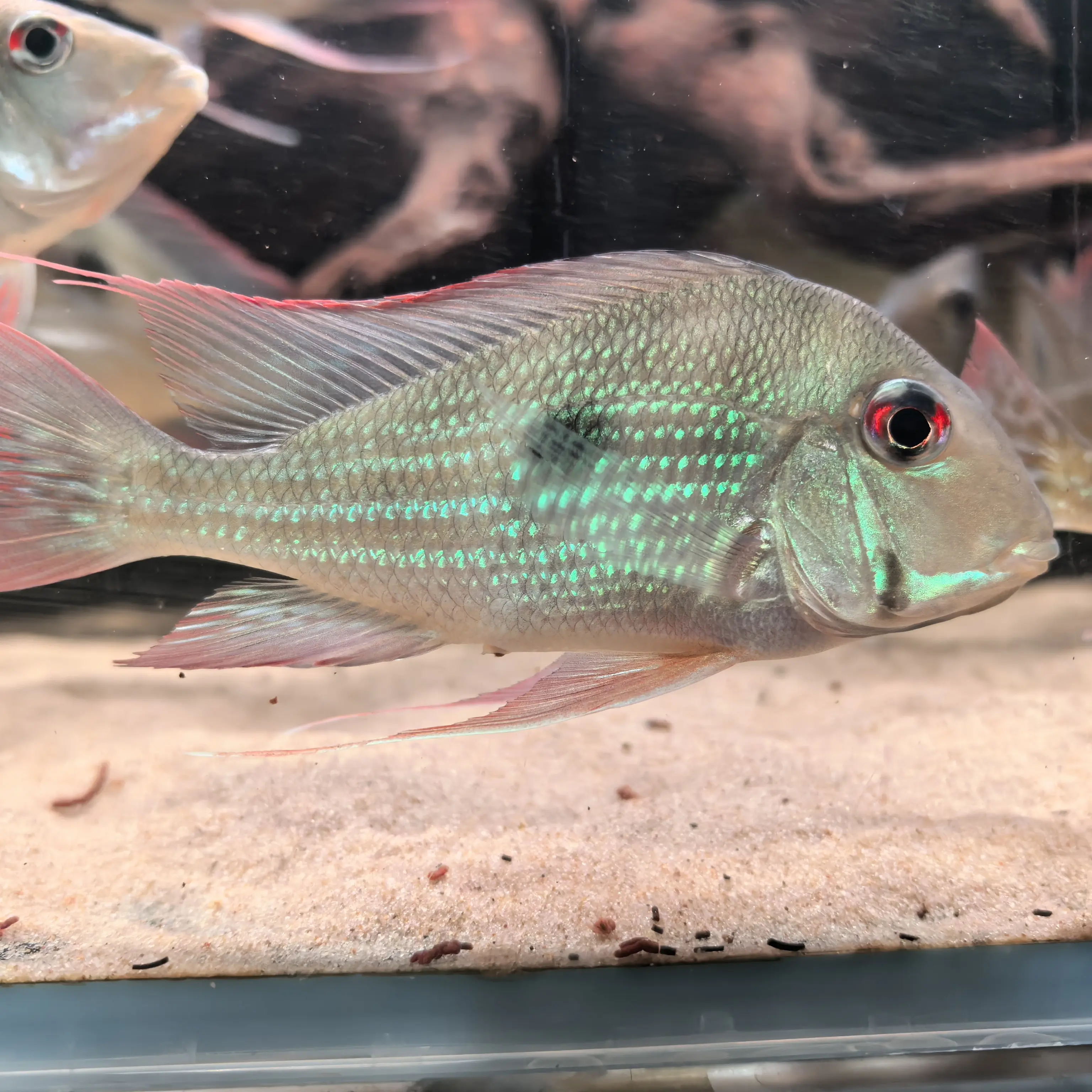 委内瑞拉血衣关刀食土鲷热带鱼观赏鱼慈鲷淡水鱼中小型鱼可群游