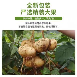 贵州白地瓜凉薯贵州地萝卜脆甜多汁可生吃