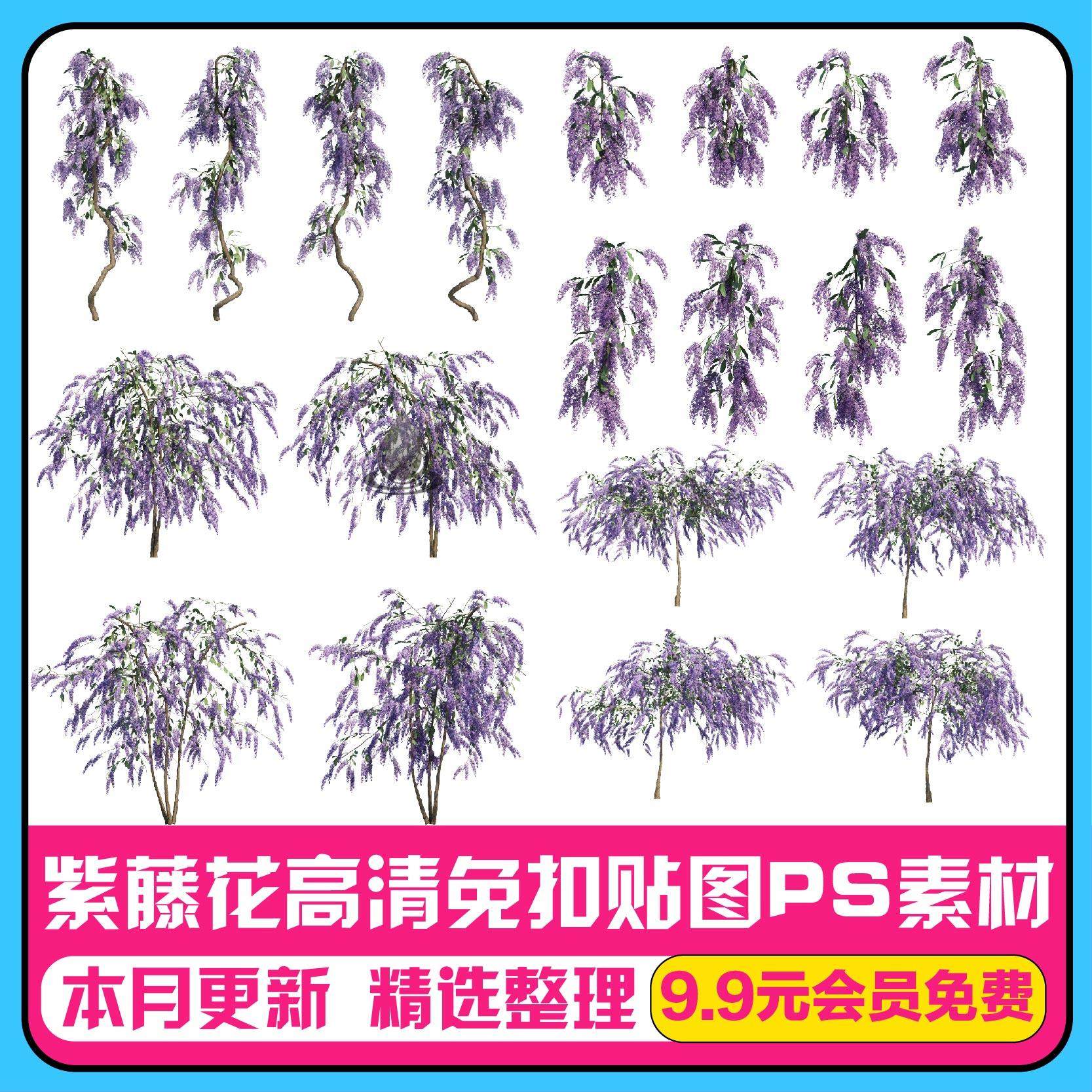 紫藤花ps素材高清攀援植物后期配景免扣紫藤花风景观园林植物贴图