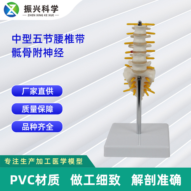 5节中型腰椎带骶骨模型 人体骨骼模型教学模型
