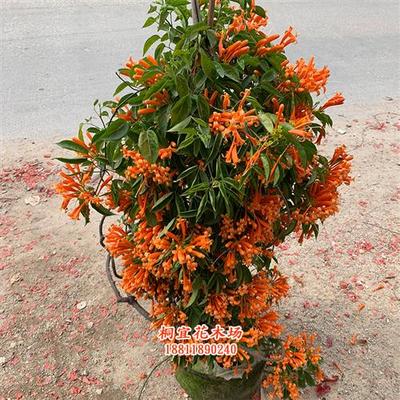 极速炮仗花苗 爬藤植物r 四季常青 鞭炮花苗垂吊 攀援花卉庭院阳