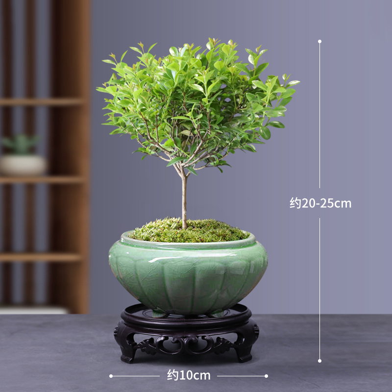 极速小叶赤楠盆景室内花卉绿植盆栽客厅办公室桌面四Y季常青好养