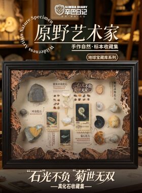 辛巴日记真化石标本相框摆件装饰画科普教具儿童礼物自然博物文创