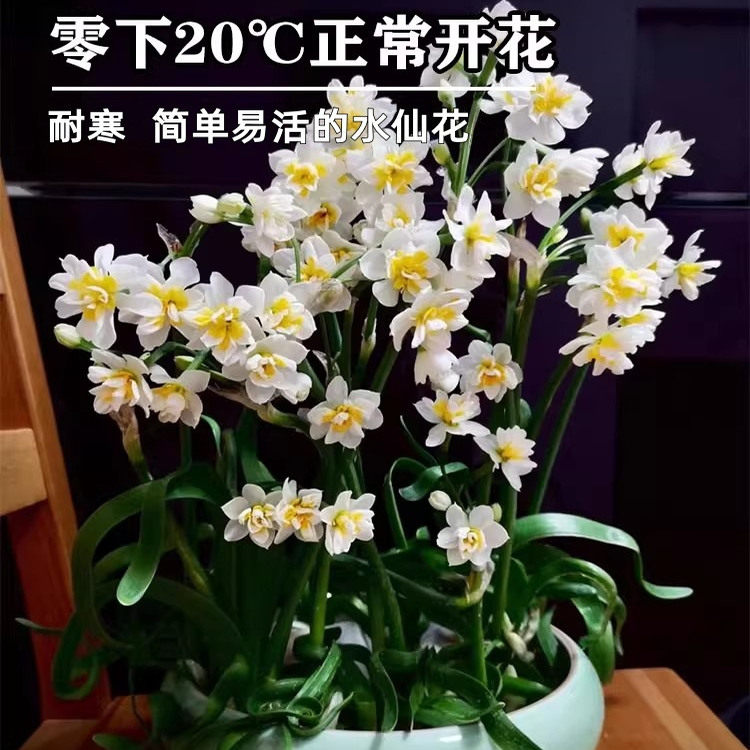 【下单立减50】重瓣水仙花种球水养盆栽秋冬开花YB