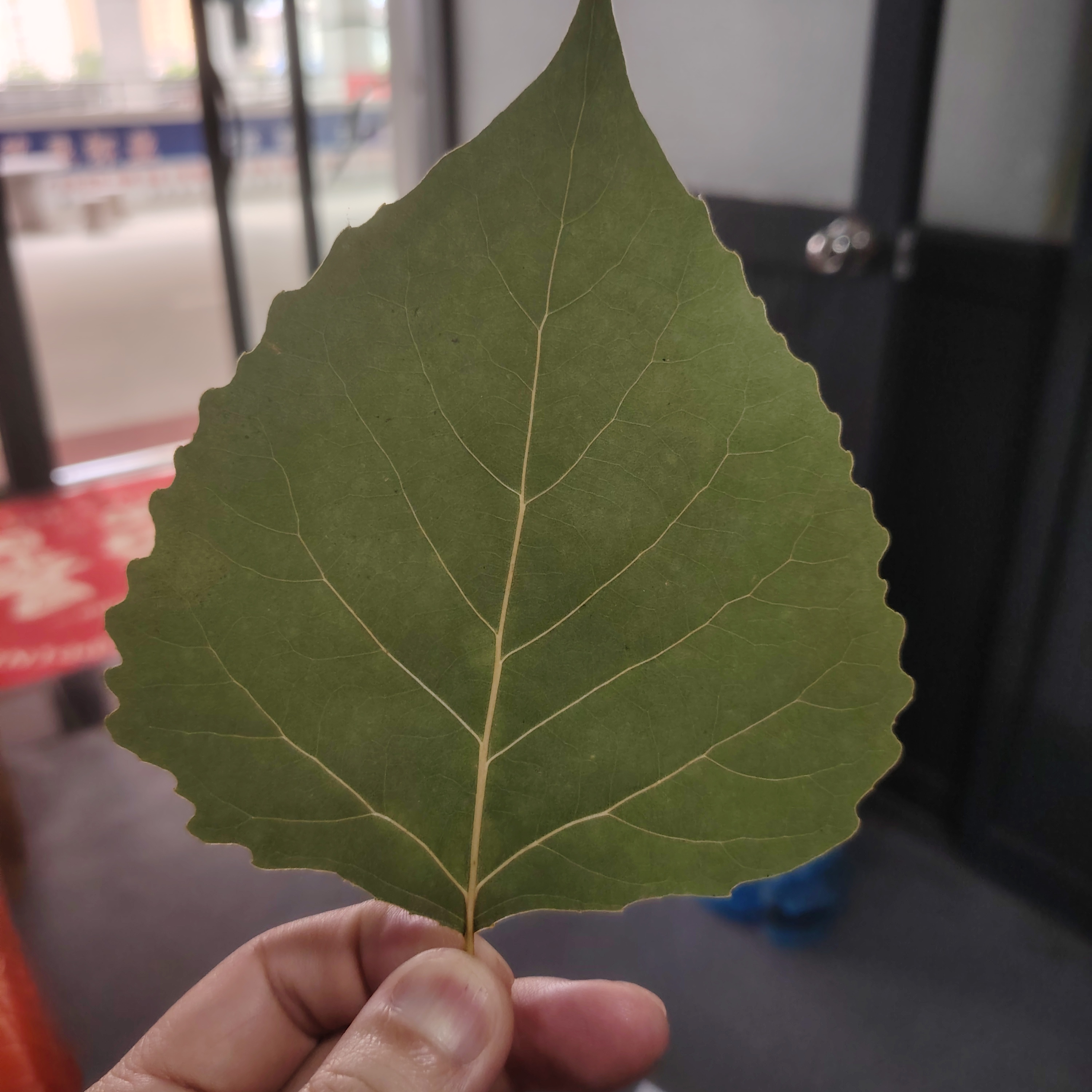 【紫外机】叶雕专用杨树叶标本，叶子变深黄，不是绿色！