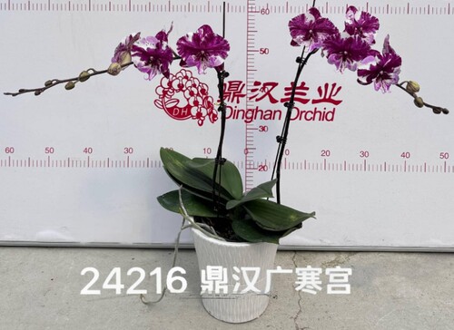 蝴蝶兰24216五花肉1.7寸杯处理苗不带花剑