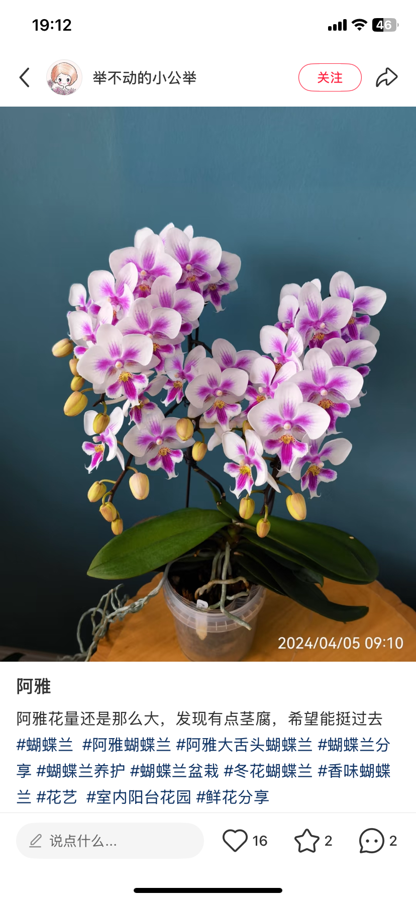 一颗不发蝴蝶兰阿雅大舌头2.8寸杯不带花剑,鲜花速递/花卉仿真/绿植园艺,国兰/杂交兰/洋兰类,淘宝优惠券,粉丝福利购,淘宝优惠卷