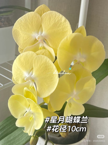 蝴蝶兰【 星月大舌头】2.8寸杯不带花剑