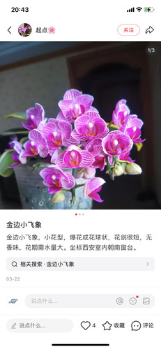蝴蝶兰金边小飞象3.0寸杯带花剑