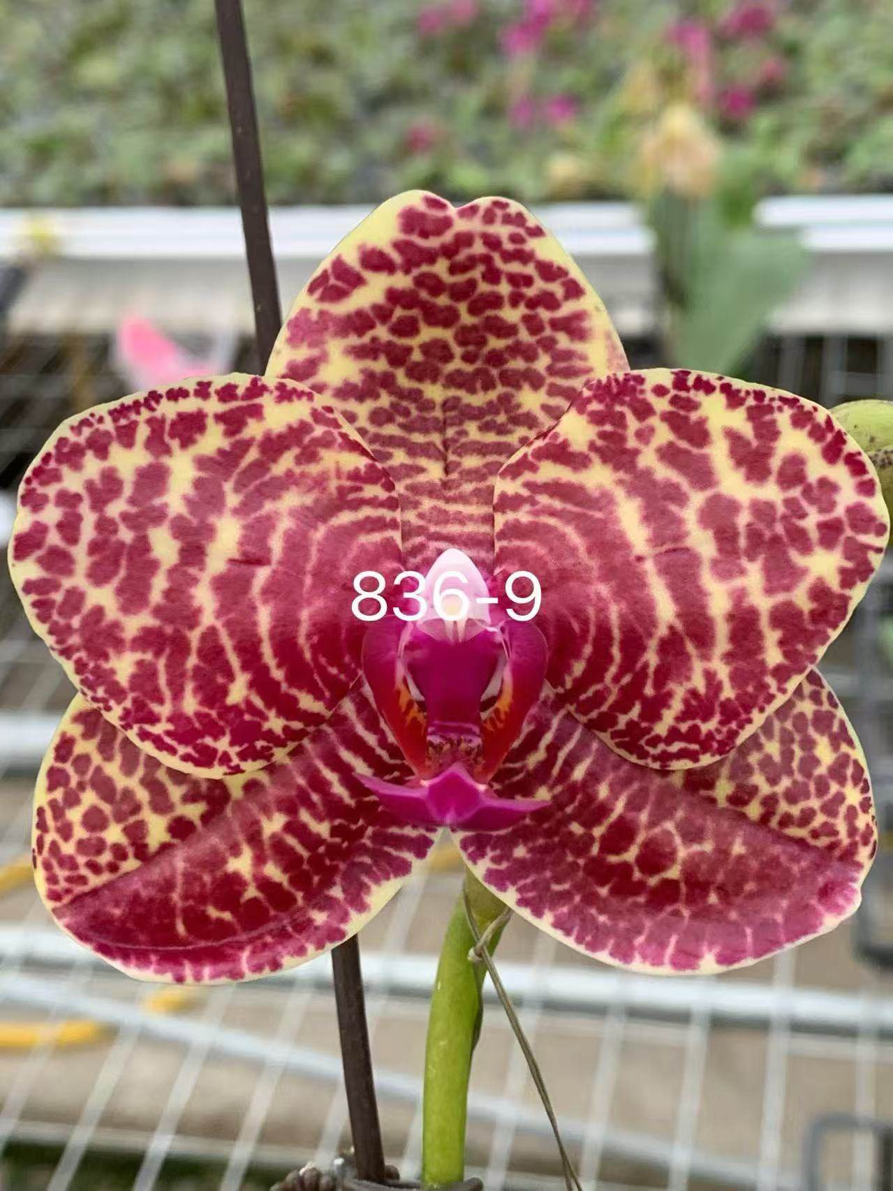 一颗不发蝴蝶兰836-9实生苗2.5寸杯带花剑,鲜花速递/花卉仿真/绿植园艺,国兰/杂交兰/洋兰类,淘宝优惠券,粉丝福利购,淘宝优惠卷