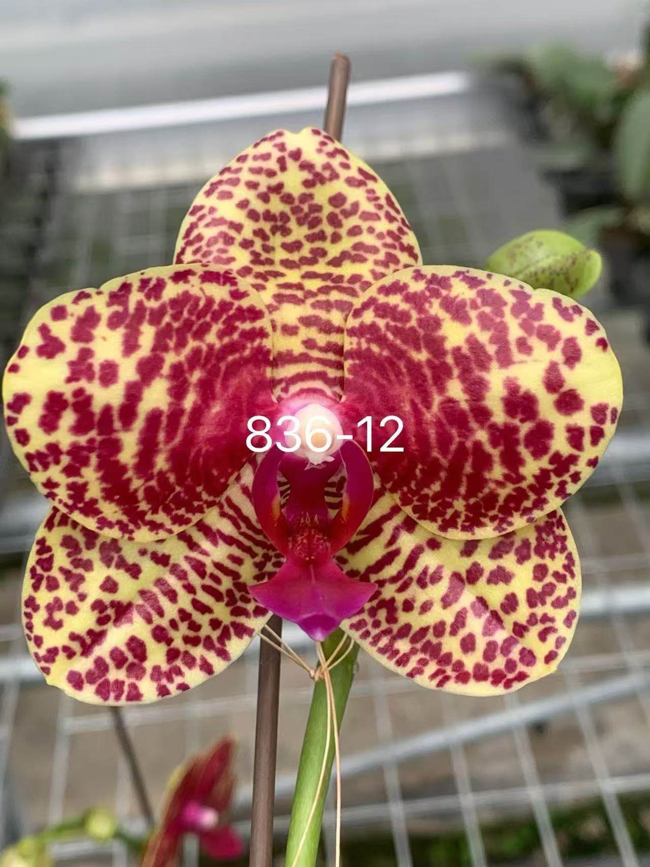 一颗不发蝴蝶兰836-12实生苗2.5寸杯带花剑,鲜花速递/花卉仿真/绿植园艺,国兰/杂交兰/洋兰类,淘宝优惠券,粉丝福利购,淘宝优惠卷