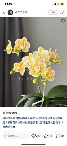 蝴蝶兰雅风黄金豹3.5寸加高杯不带花剑